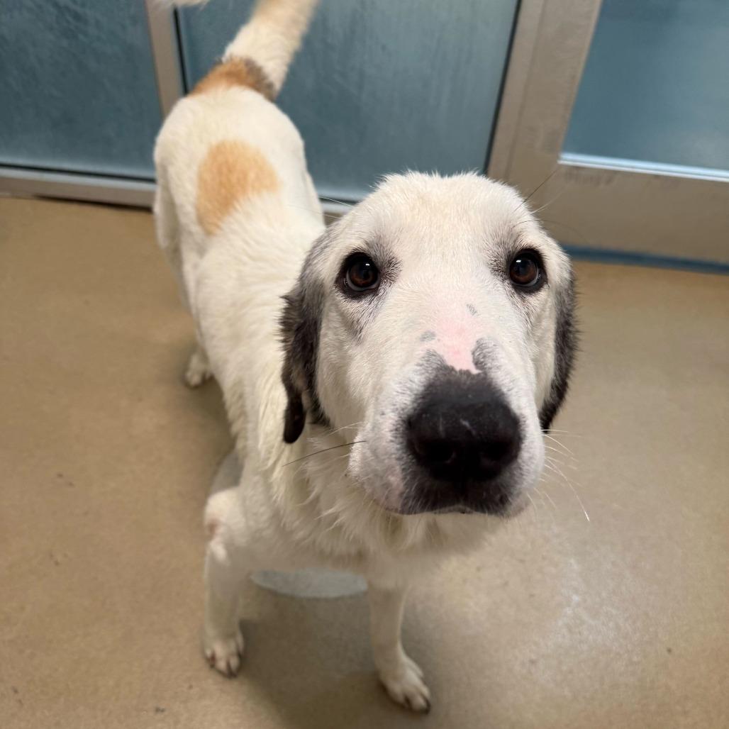 Harold, a Adoptable Great Pyrenees in Brooklyn, NY image 2/6