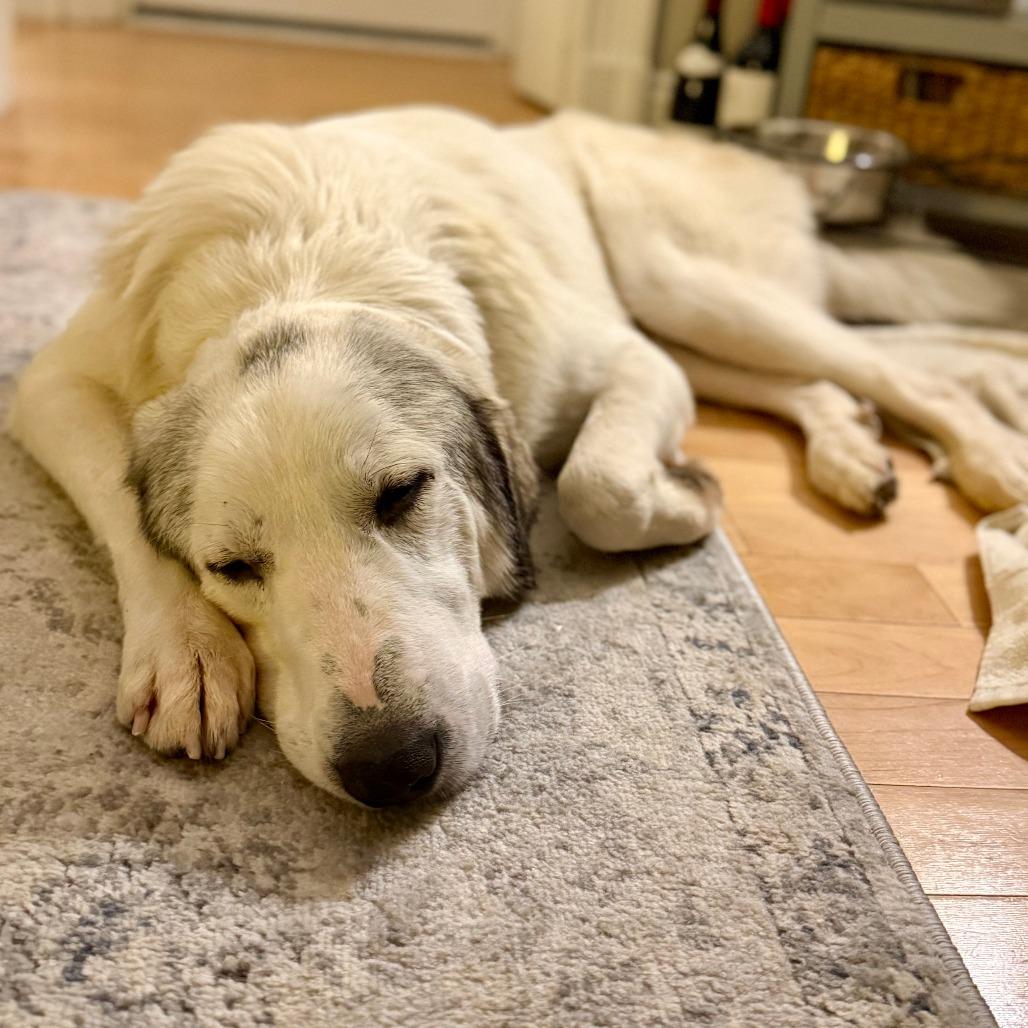 Harold, a Adoptable Great Pyrenees in Brooklyn, NY image 3/6