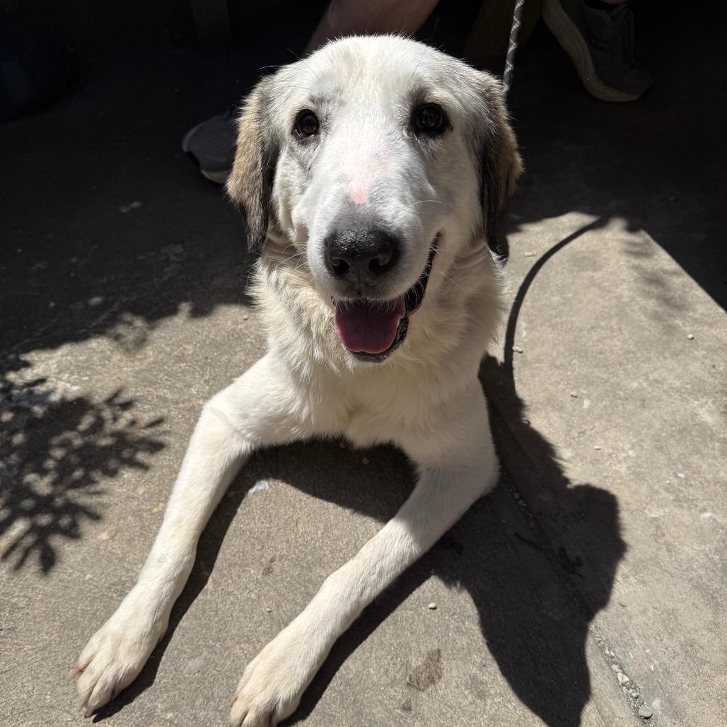 Harold, a Adoptable Great Pyrenees in Brooklyn, NY image 4/6