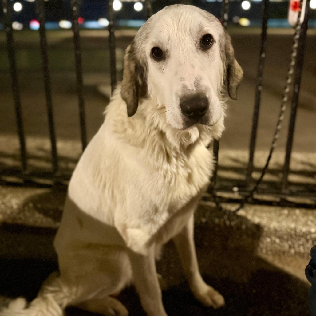Harold, a Adoptable Great Pyrenees in Brooklyn, NY image 5/6