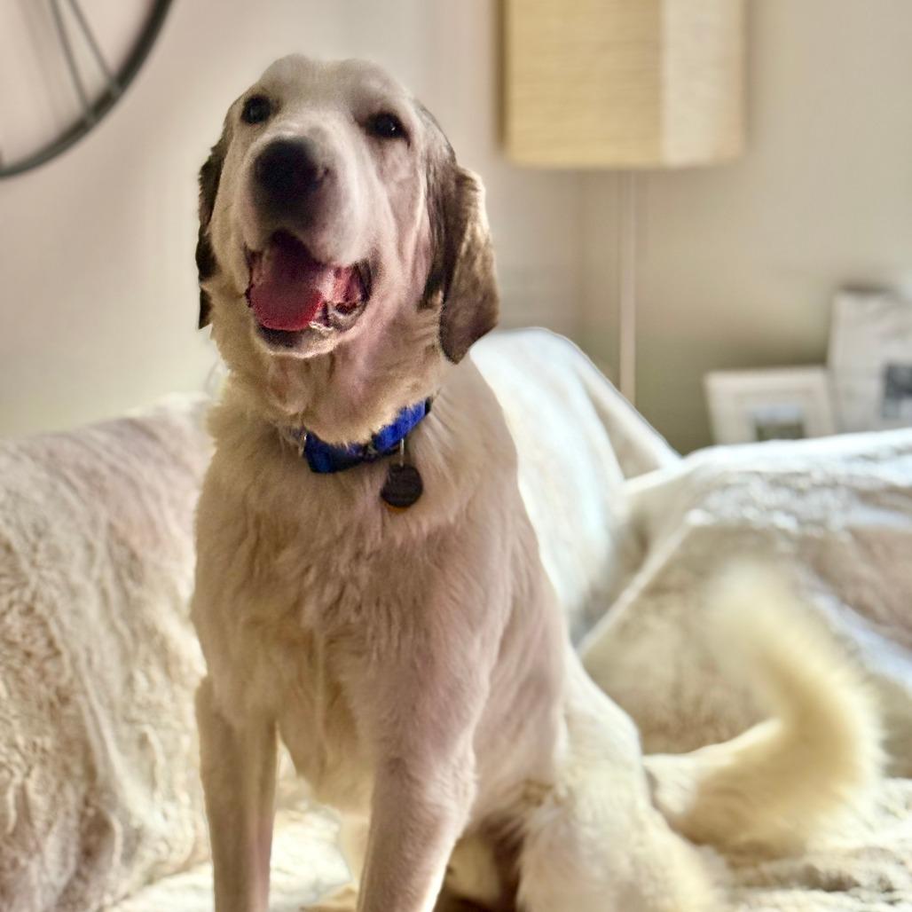 Harold, a Adoptable Great Pyrenees in Brooklyn, NY image 6/6