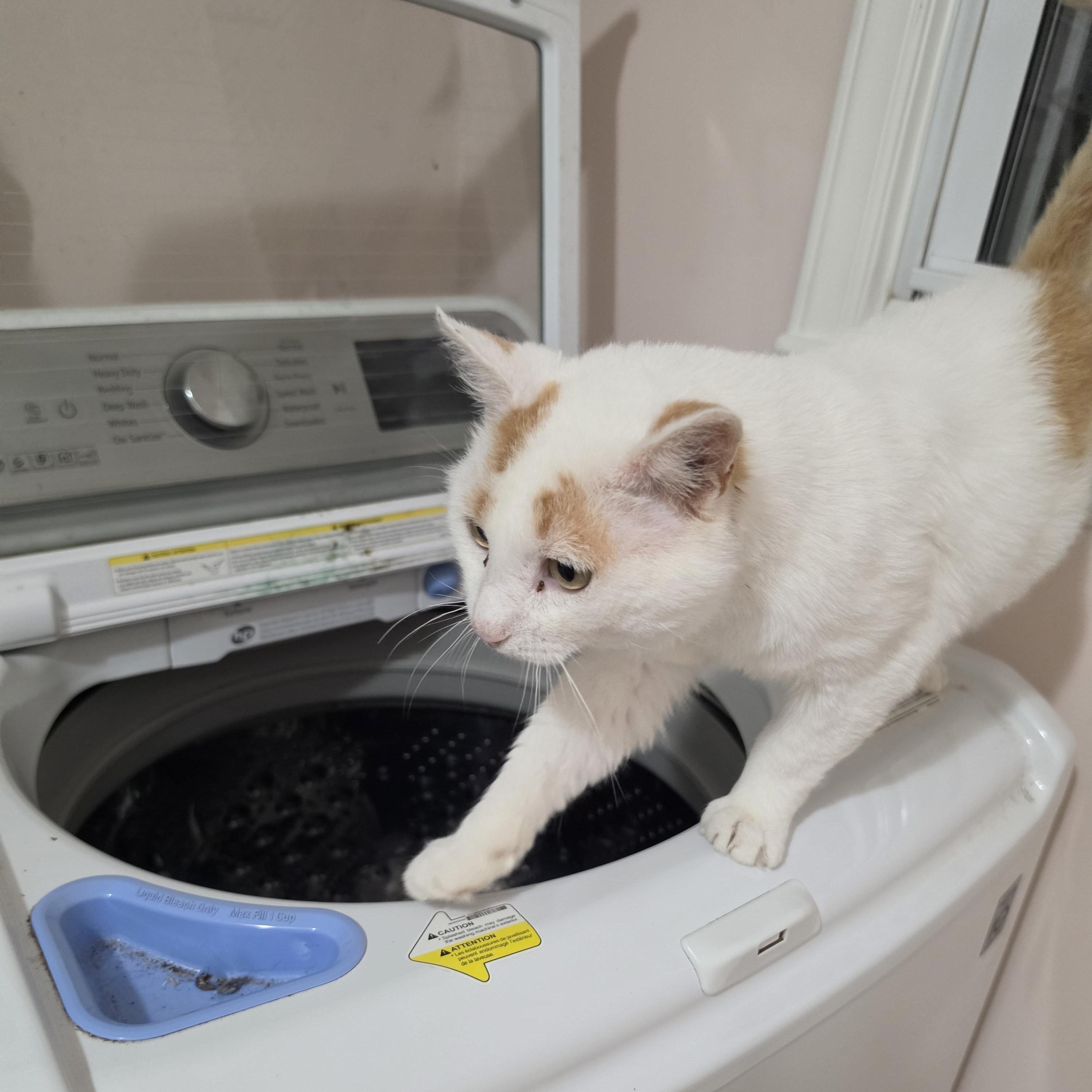 Garfield, a Adoptable Domestic Short Hair in Charlotte, NC image 5/6