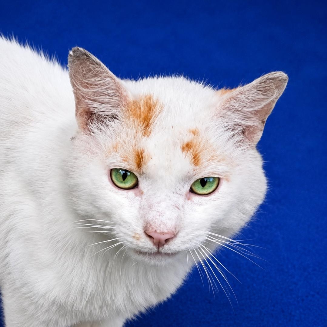 Garfield, Adoptable, Young Male Domestic Short Hair.