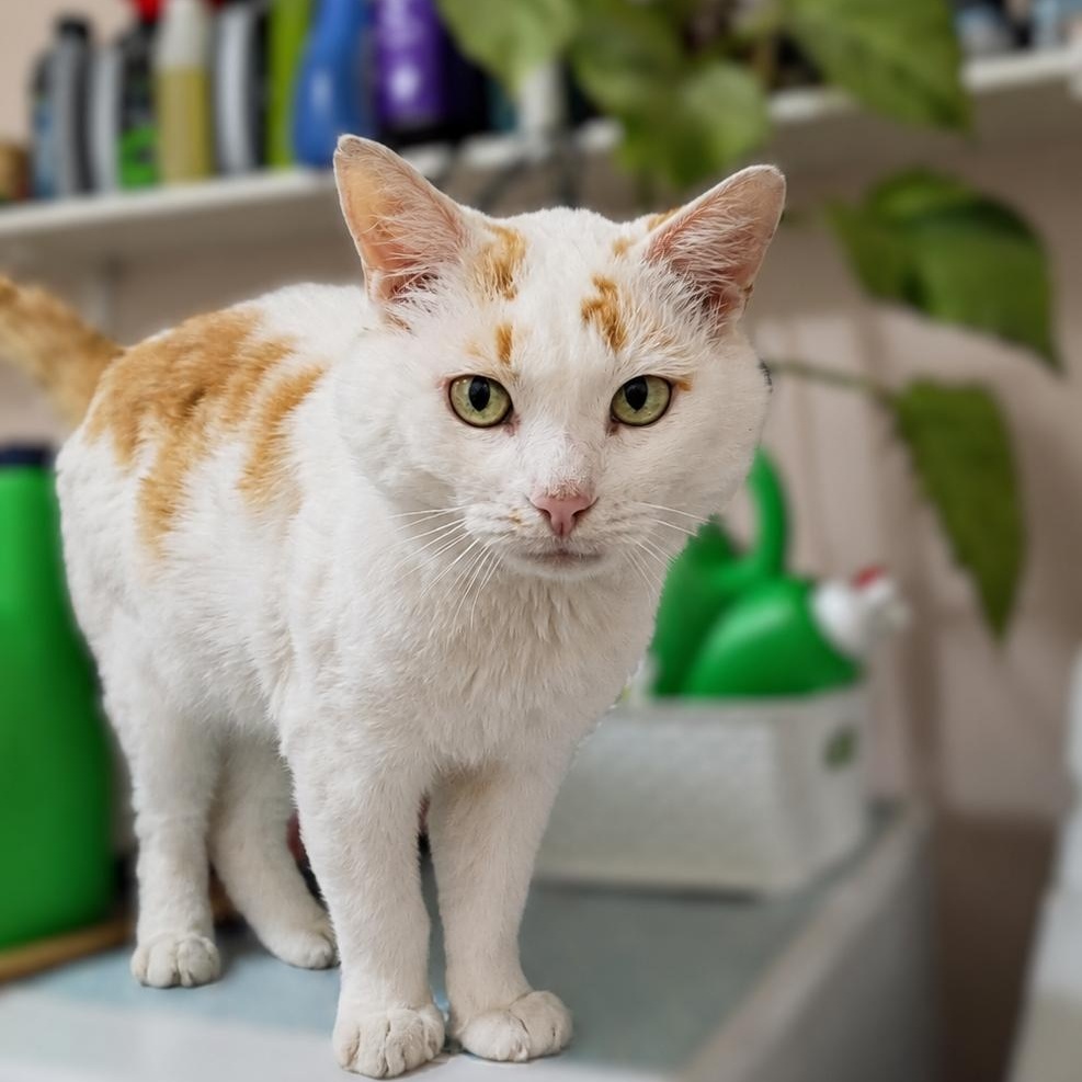 Garfield, a Adoptable Domestic Short Hair in Charlotte, NC image 2/6
