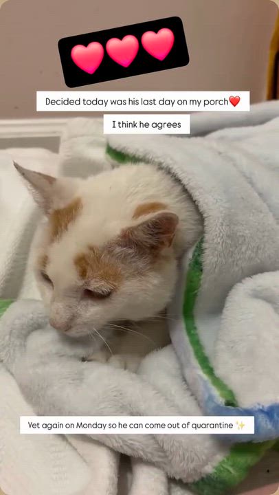 Enlarge Garfield, a Adoptable Domestic Short Hair in Charlotte, NC video 3/6