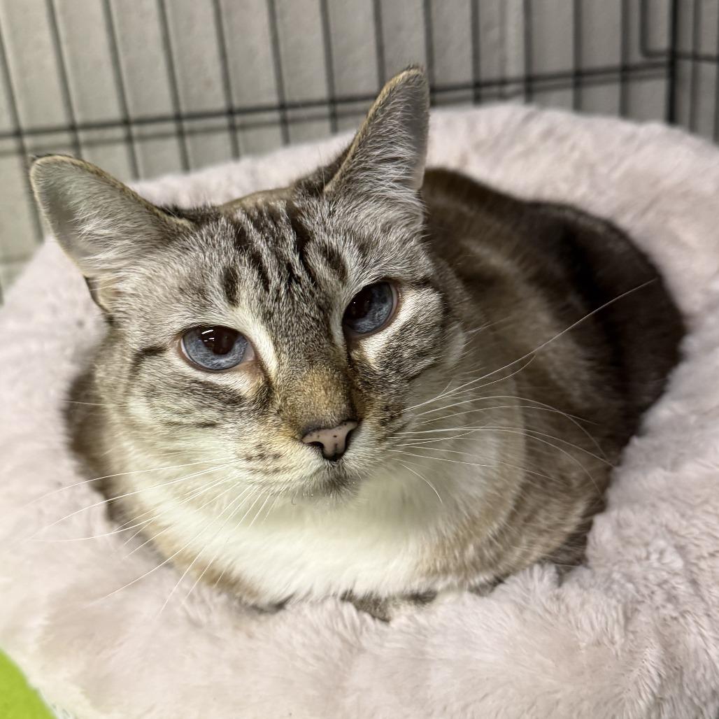 SnowCappa, Adoptable, Senior Female Domestic Short Hair.