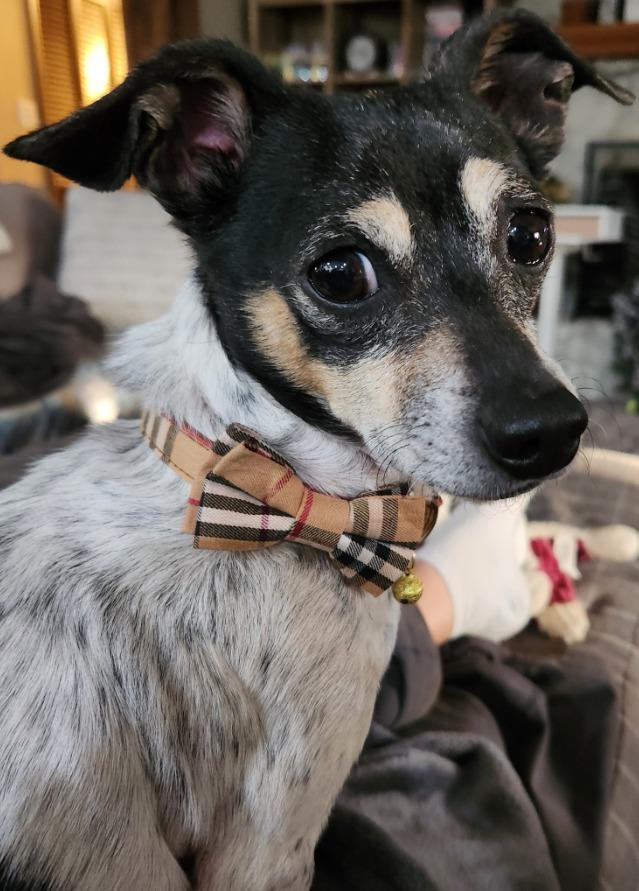 Enlarge Pickle Rick, a Adoptable mixed breed in Indianapolis, IN image 1/1