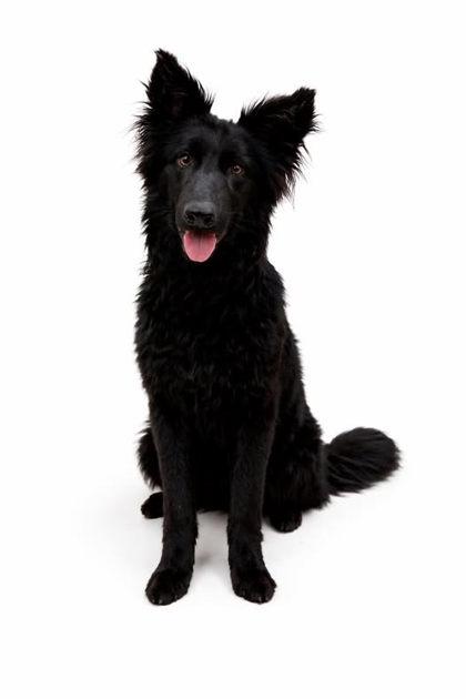 Raven, Adoptable, Adult Female German Shepherd Dog & Mixed Breed.