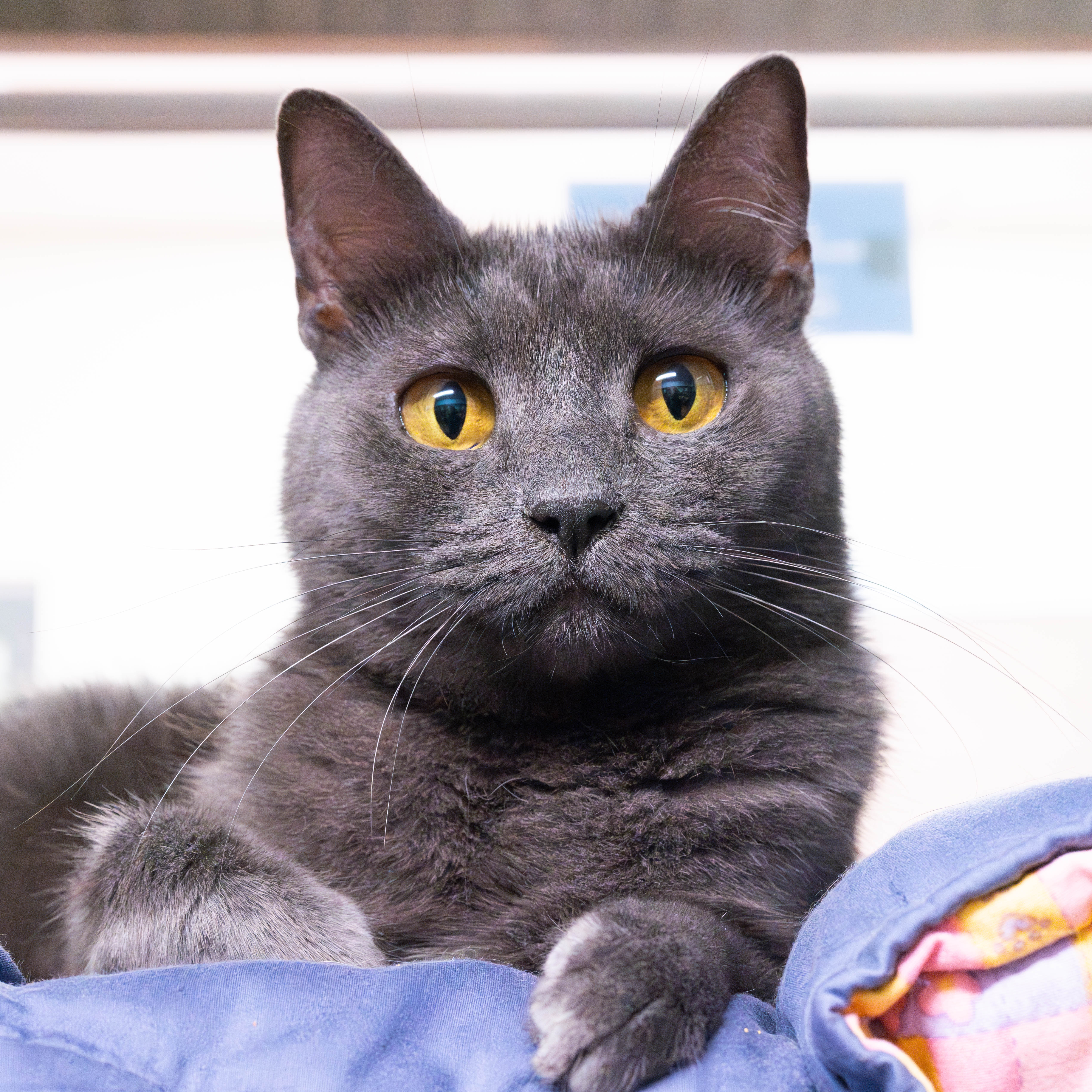 Enlarge Jamoca, a Adoptable Domestic Short Hair in Briarcliff Manor, NY image 6/6