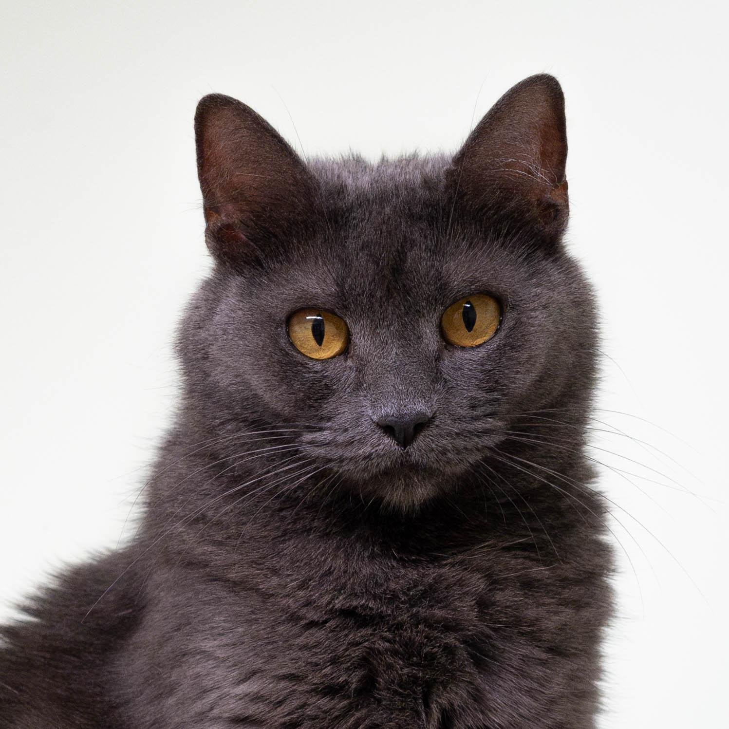 Enlarge Jamoca, a Adoptable Domestic Short Hair in Briarcliff Manor, NY image 1/6