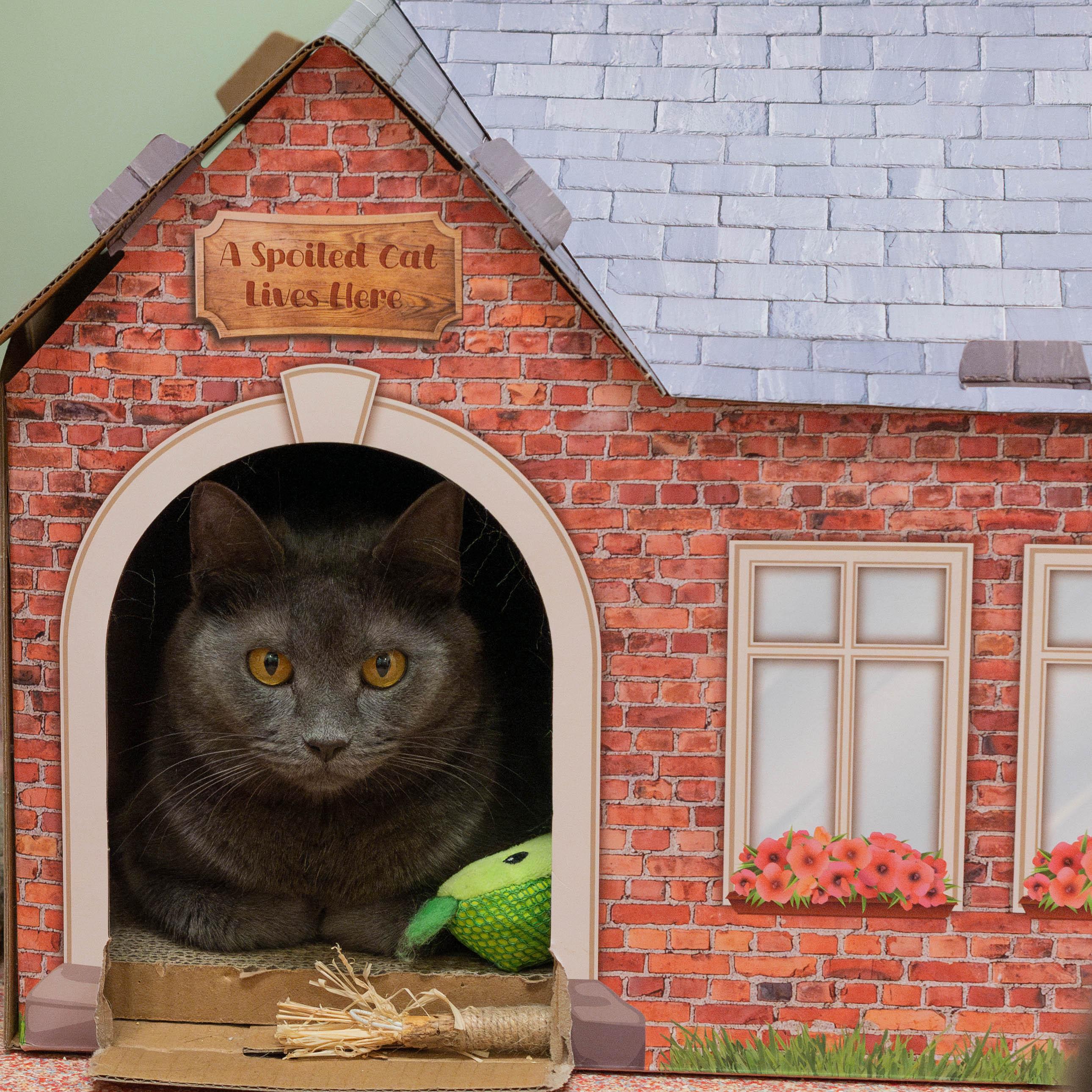 Enlarge Jamoca, a Adoptable Domestic Short Hair in Briarcliff Manor, NY image 2/6