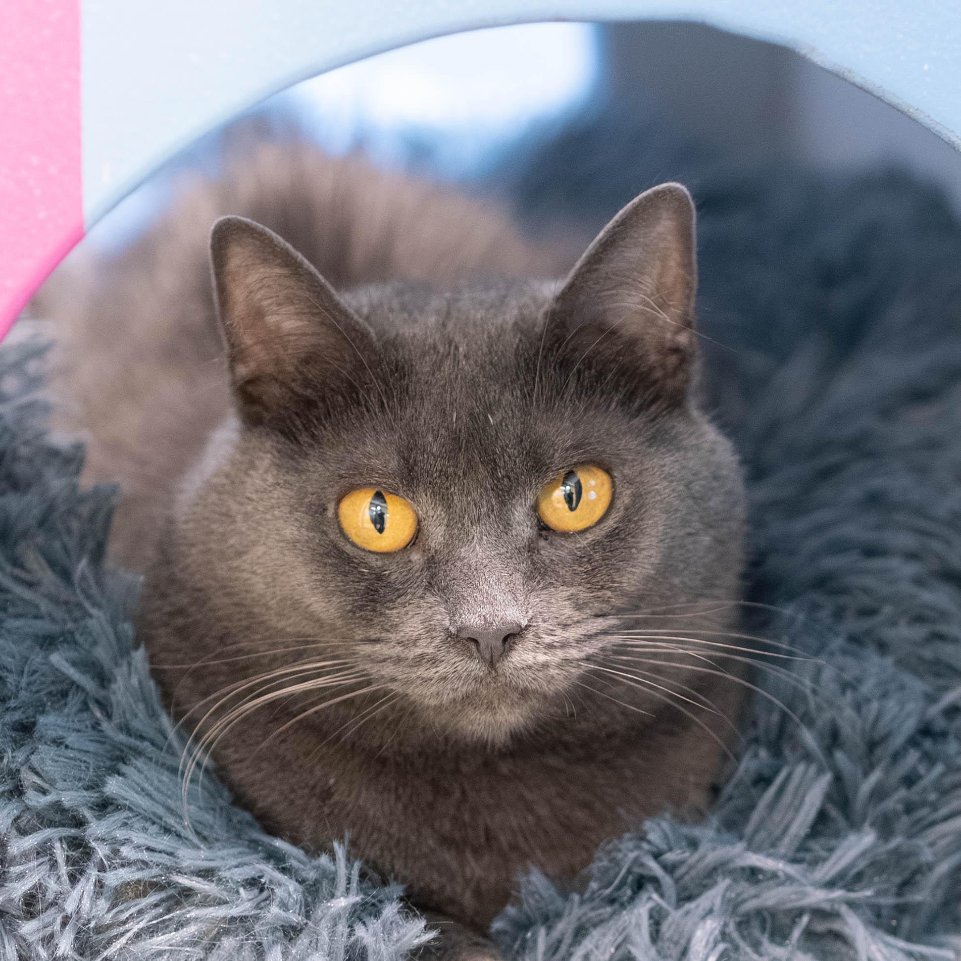 Enlarge Jamoca, a Adoptable Domestic Short Hair in Briarcliff Manor, NY image 3/6
