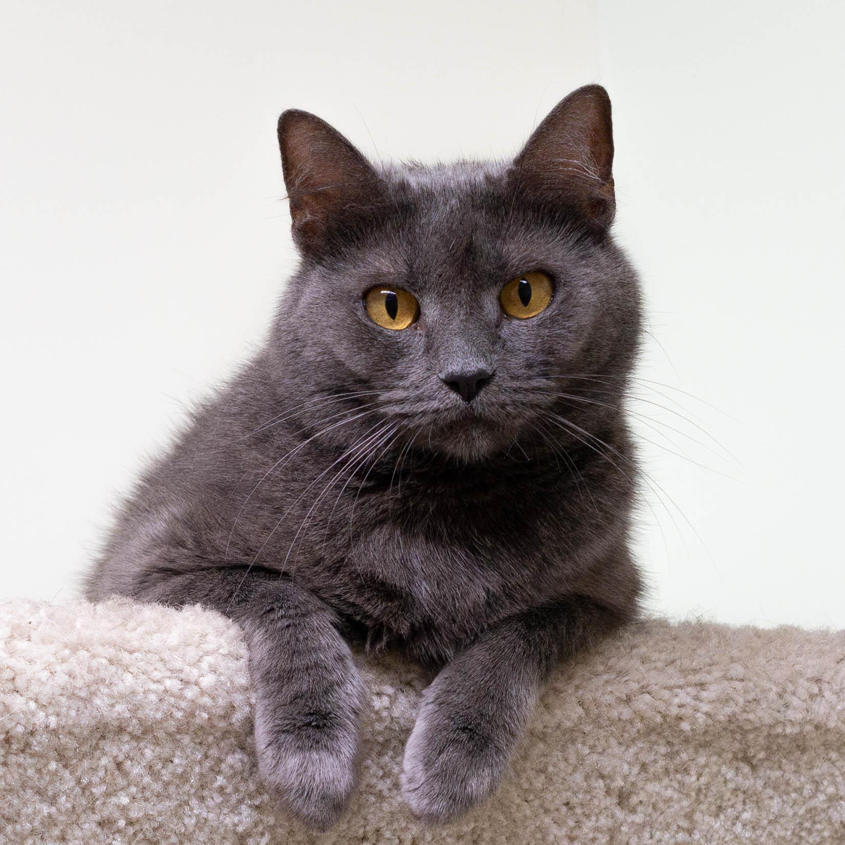 Enlarge Jamoca, a Adoptable Domestic Short Hair in Briarcliff Manor, NY image 4/6