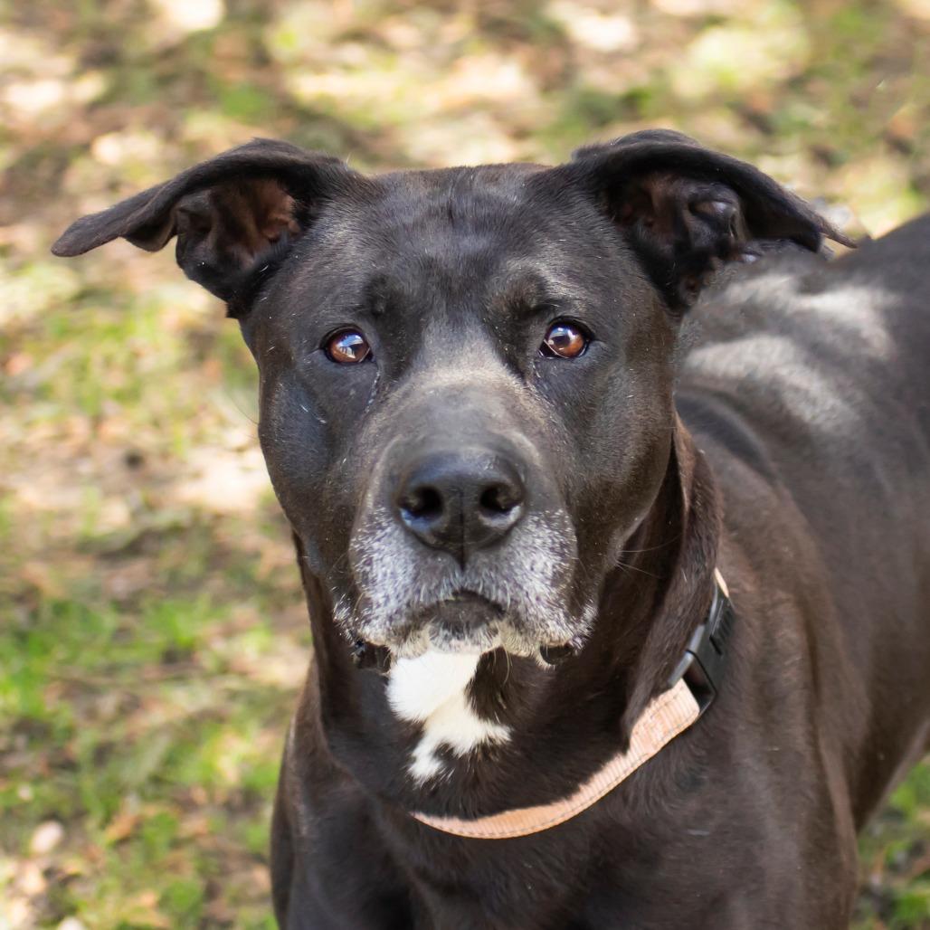 Moxie, Adoptable, Adult Female Mixed Breed.
