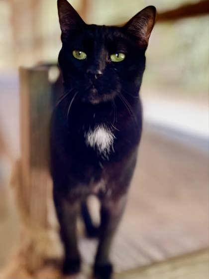 Luna, a Adoptable Domestic Short Hair in River Ridge, LA image 1/6