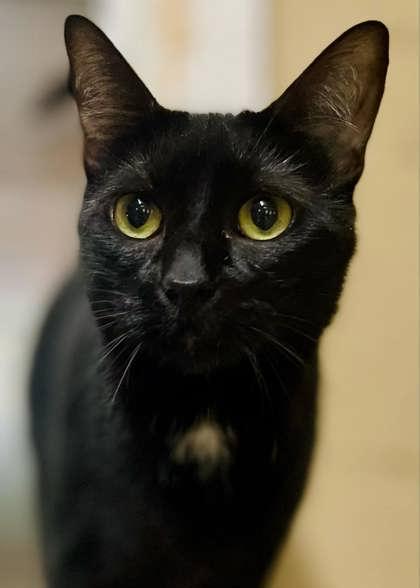 Luna, a Adoptable Domestic Short Hair in River Ridge, LA image 2/6