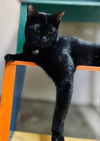 Luna, a Adoptable Domestic Short Hair in River Ridge, LA image 3/6