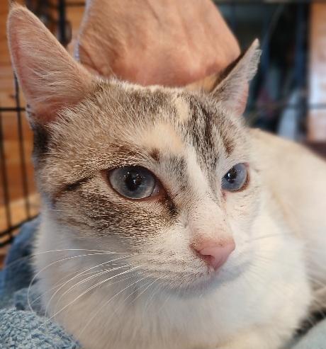 6mnthsealtortisnowshoefemale, Adoptable, Young Female Siamese.