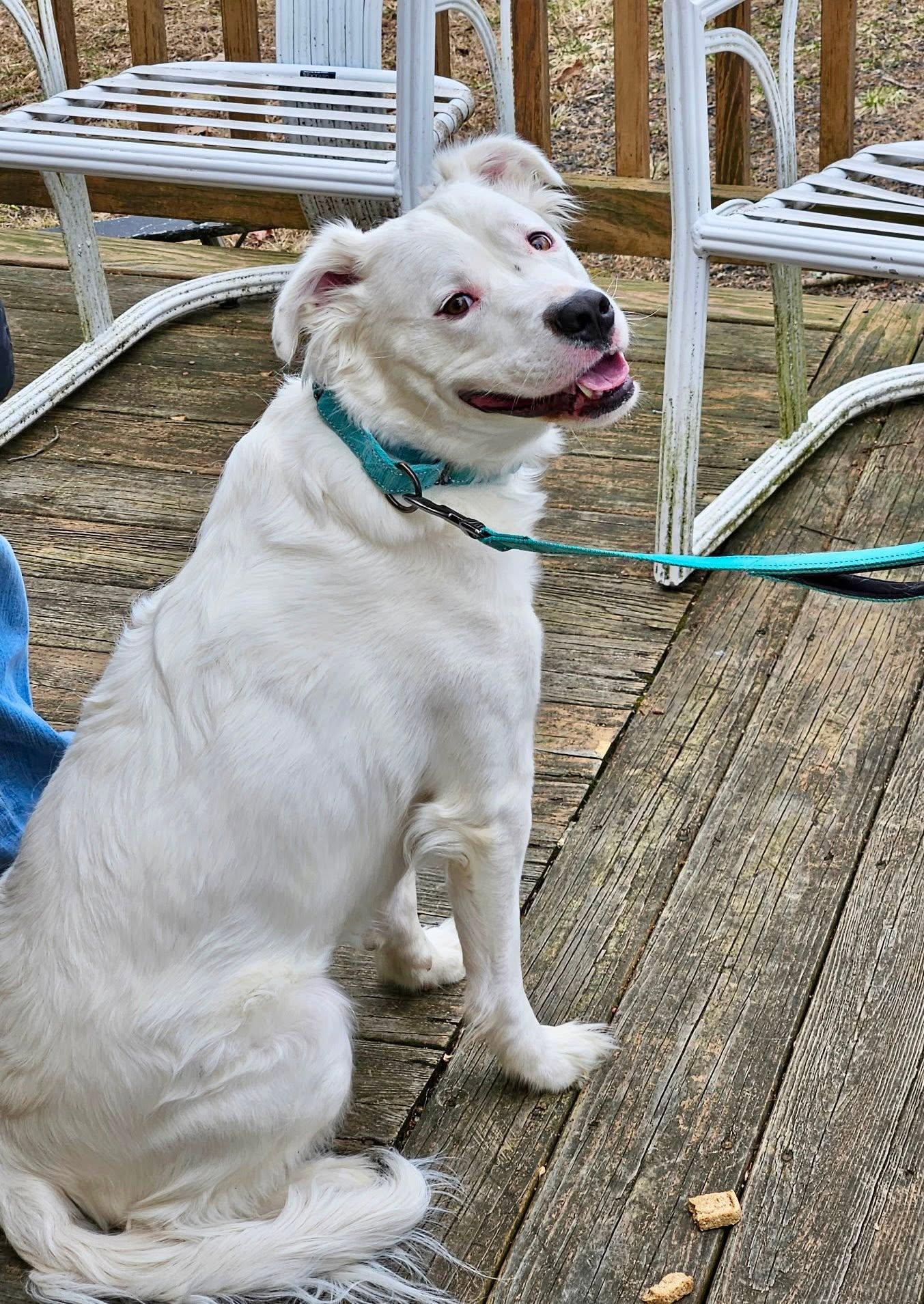 Rocky, a Adoptable mixed breed in Northport, NY image 5/6