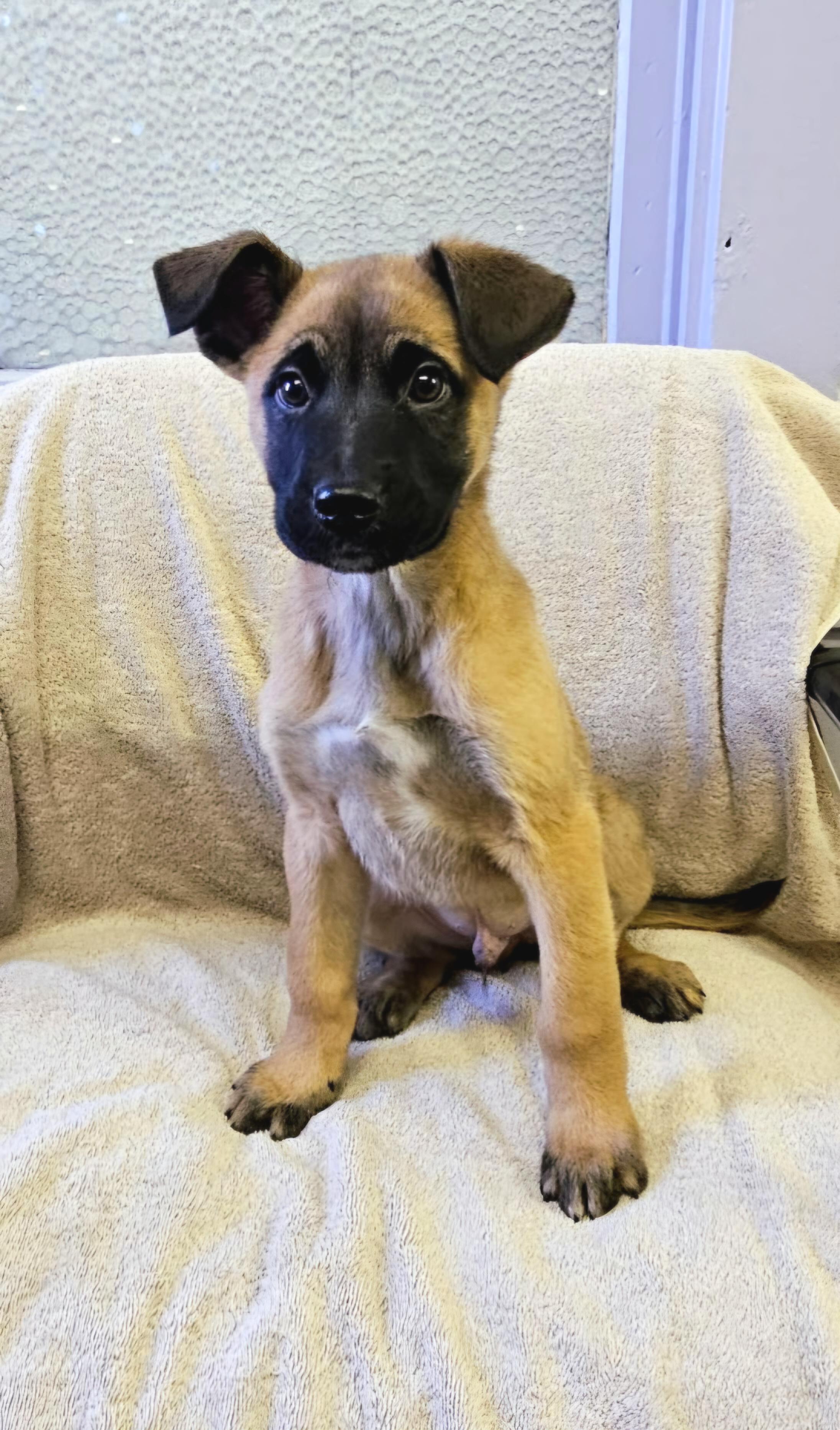 Enlarge Arnie, a ADOPTABLE mixed breed in Arlington Heights, IL image 6/6