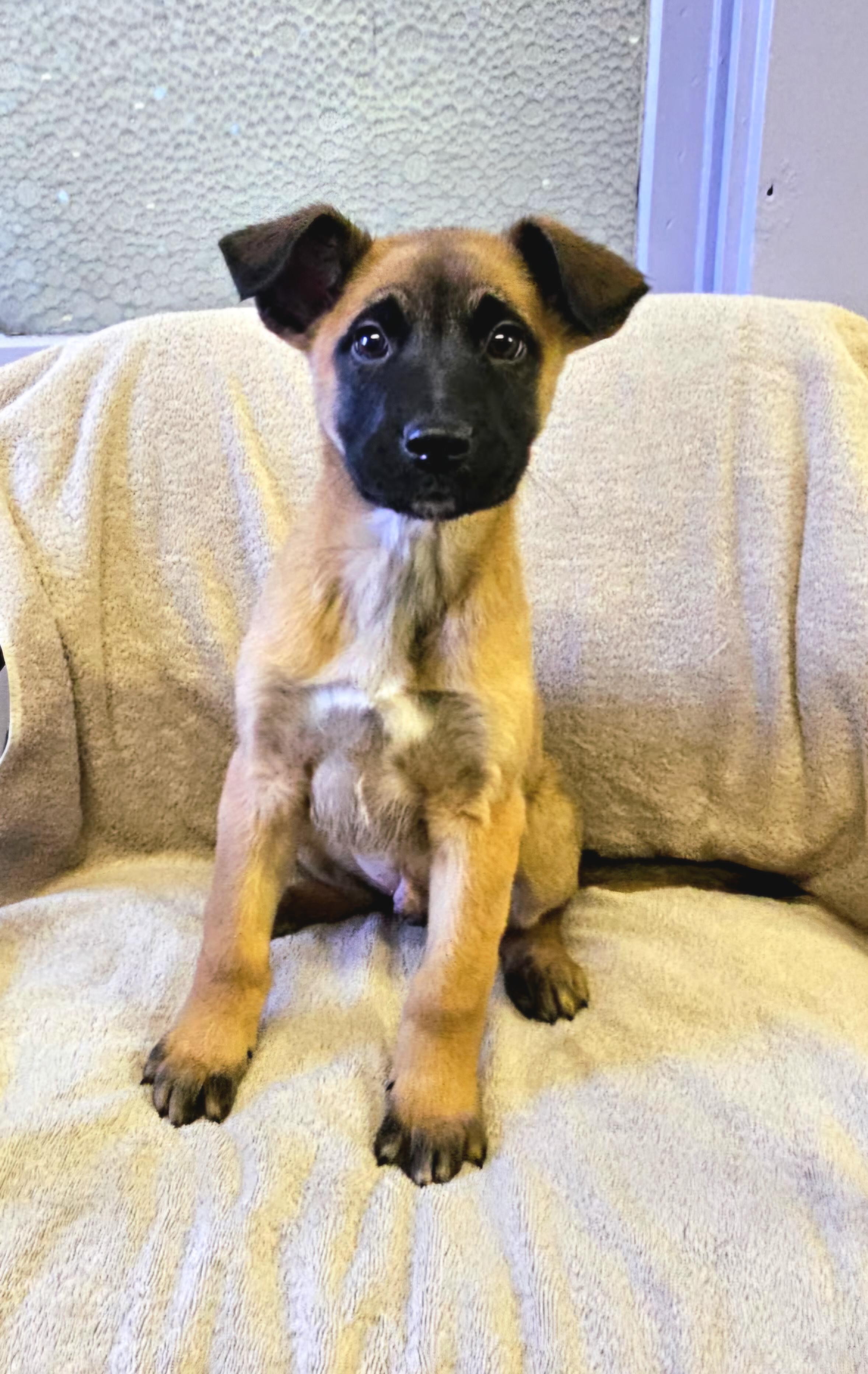 Enlarge Arnie, a ADOPTABLE mixed breed in Arlington Heights, IL image 1/6