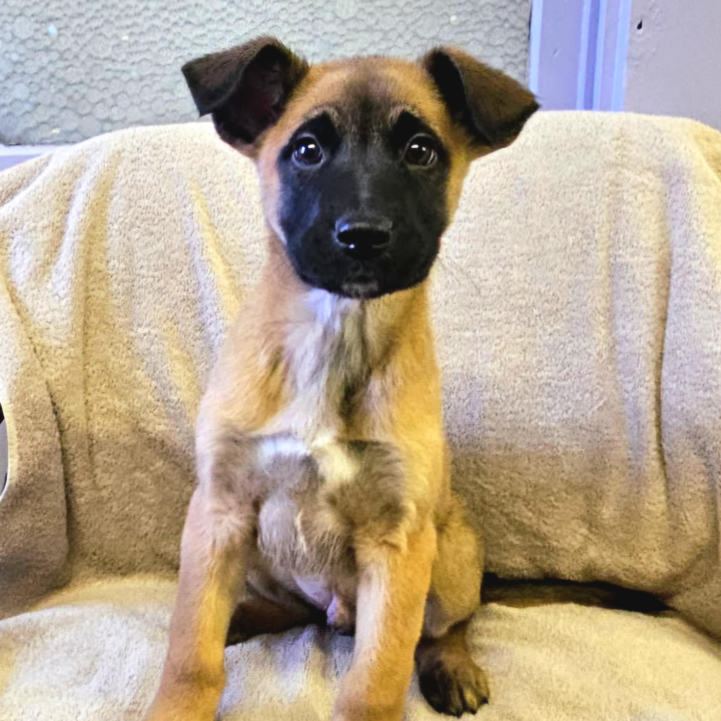 Enlarge Arnie, a ADOPTABLE mixed breed in Arlington Heights, IL image 1/6