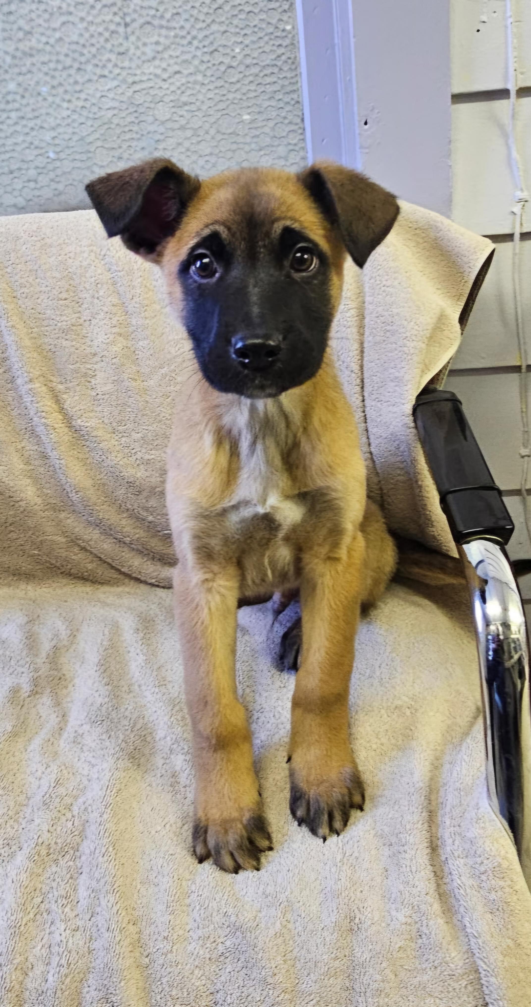 Enlarge Arnie, a ADOPTABLE mixed breed in Arlington Heights, IL image 5/6