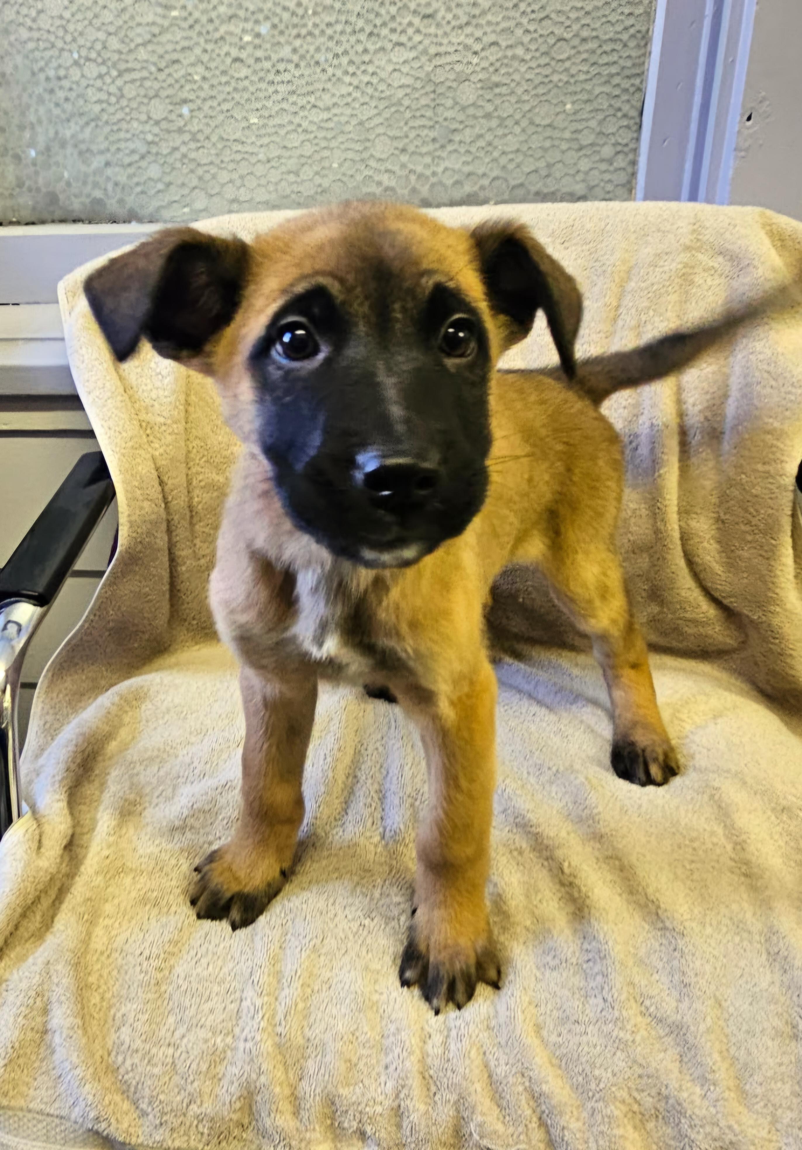 Enlarge Arnie, a ADOPTABLE mixed breed in Arlington Heights, IL image 4/6