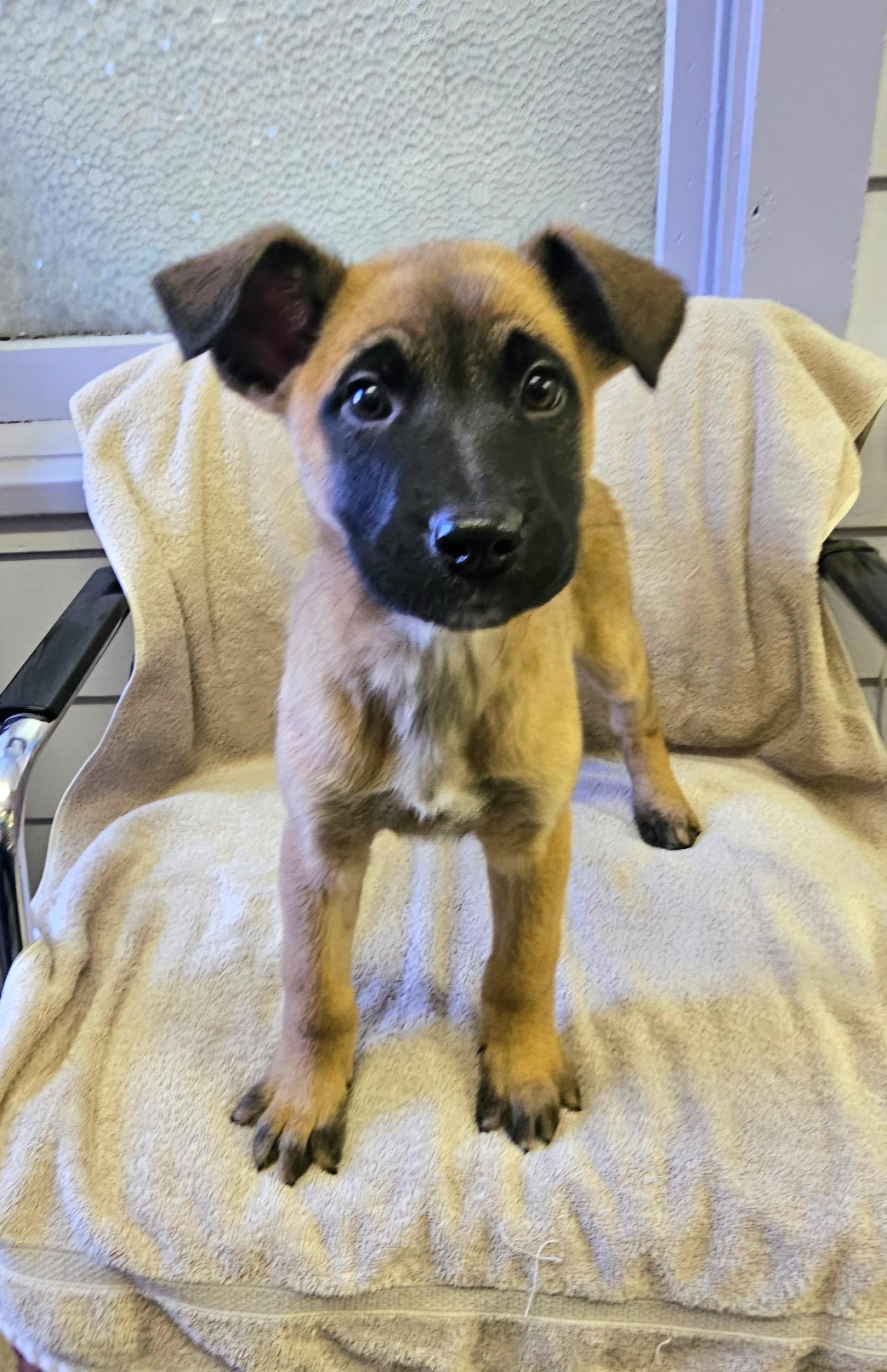 Enlarge Arnie, a ADOPTABLE mixed breed in Arlington Heights, IL image 3/6