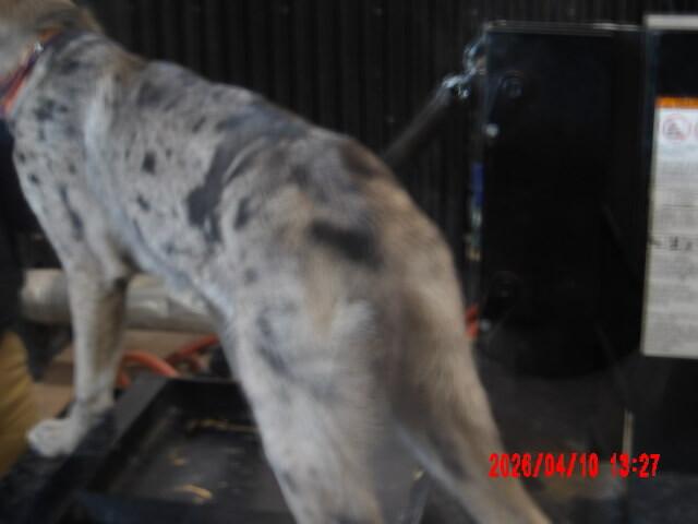 Enlarge Samantha, a Adoptable Mixed Breed in Hobbs, NM image 1/6