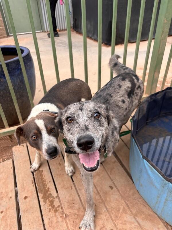 Enlarge Samantha, a Adoptable Mixed Breed in Hobbs, NM image 2/6