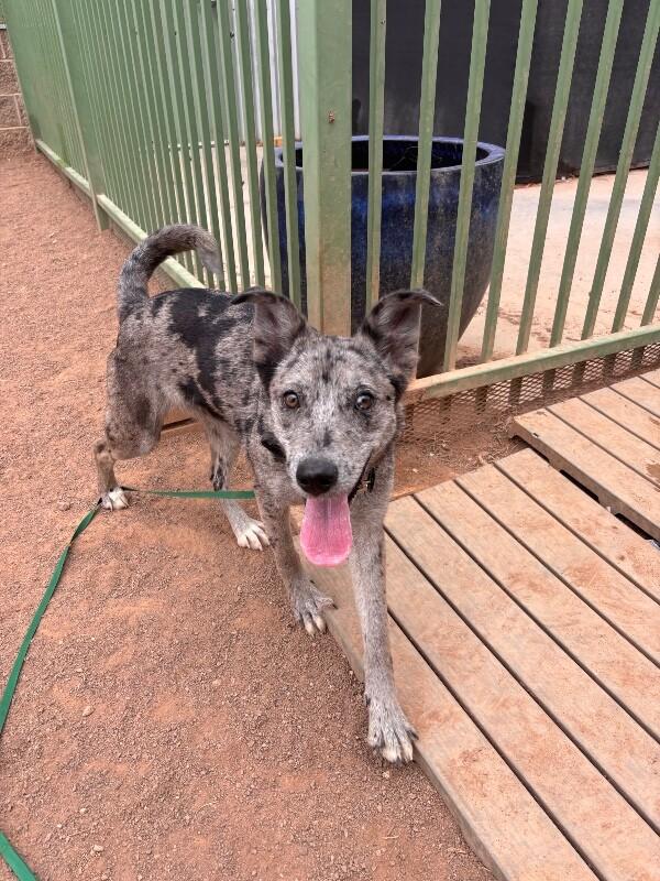 Enlarge Samantha, a Adoptable Mixed Breed in Hobbs, NM image 3/6