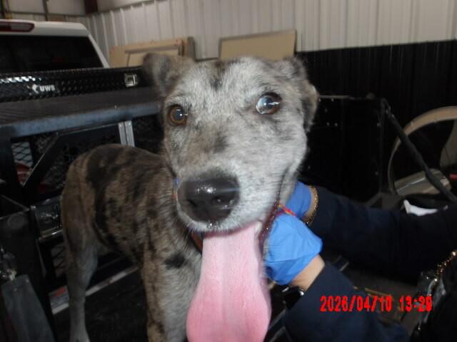 Enlarge Samantha, a Adoptable Mixed Breed in Hobbs, NM image 4/6