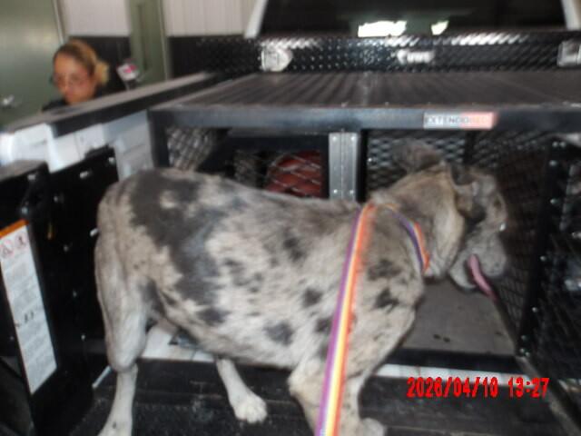 Enlarge Samantha, a Adoptable Mixed Breed in Hobbs, NM image 5/6
