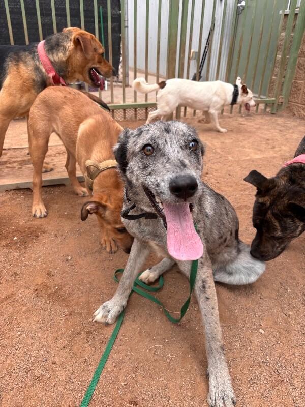 Enlarge Samantha, a Adoptable Mixed Breed in Hobbs, NM image 6/6