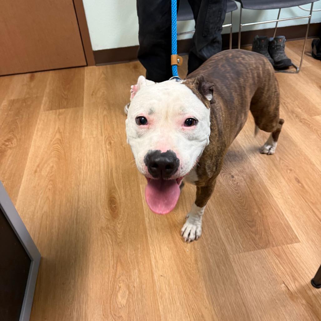 Fio, Adoptable, Adult Female Pit Bull Terrier & Mixed Breed.