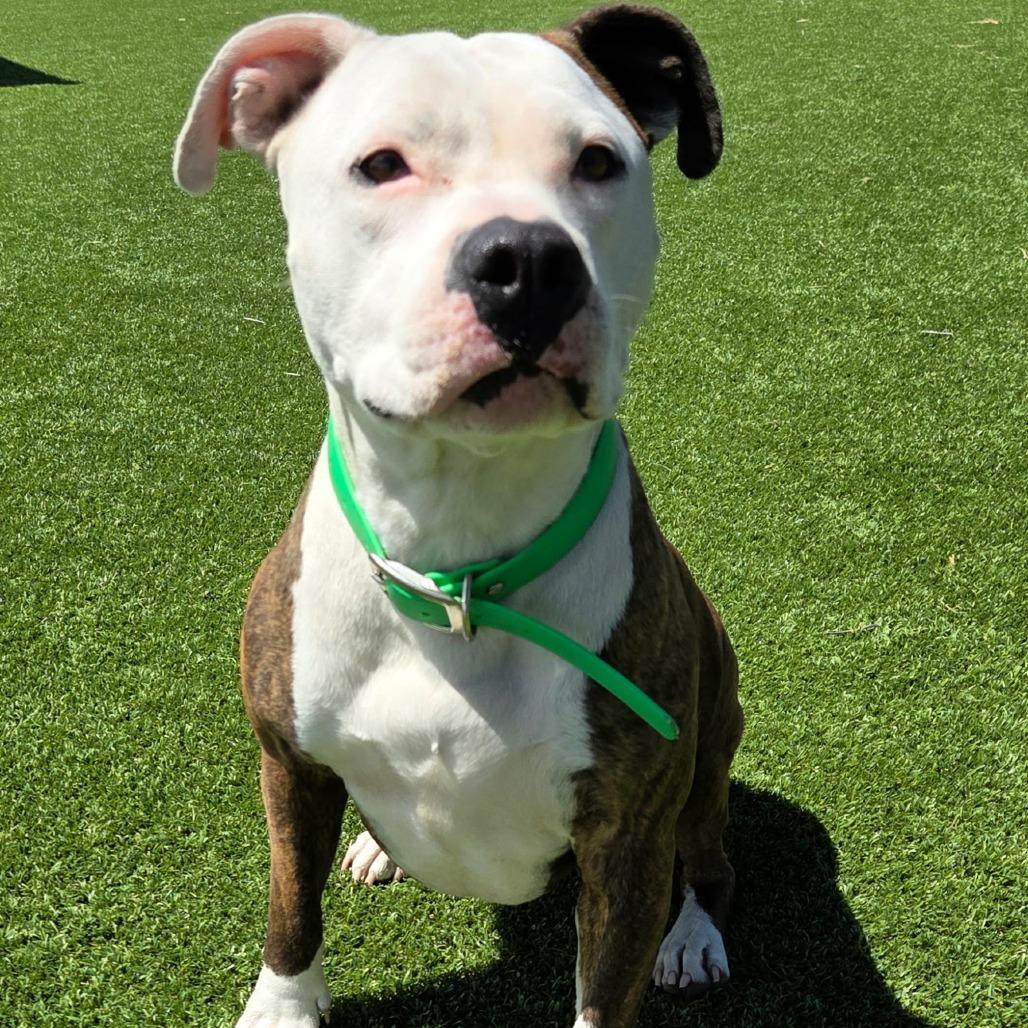 Enlarge Fio, a Adoptable mixed breed in Idaho Falls, ID image 2/5