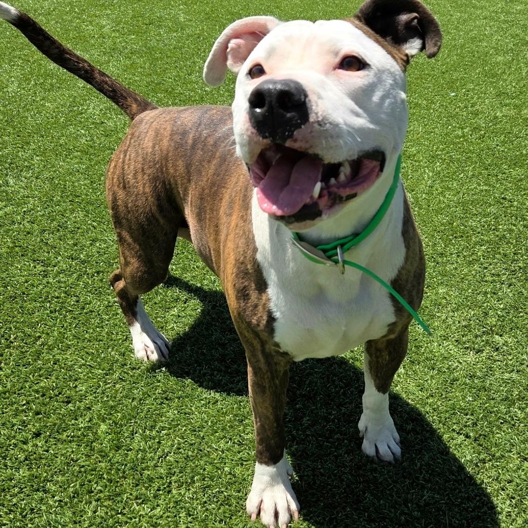 Enlarge Fio, a Adoptable mixed breed in Idaho Falls, ID image 3/5