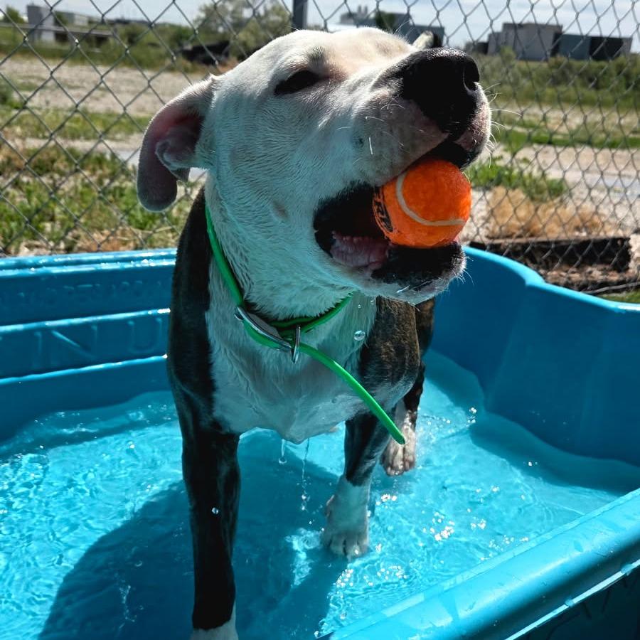 Enlarge Fio, a Adoptable mixed breed in Idaho Falls, ID image 4/5