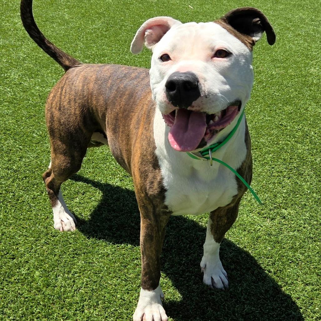 Enlarge Fio, a Adoptable mixed breed in Idaho Falls, ID image 5/5