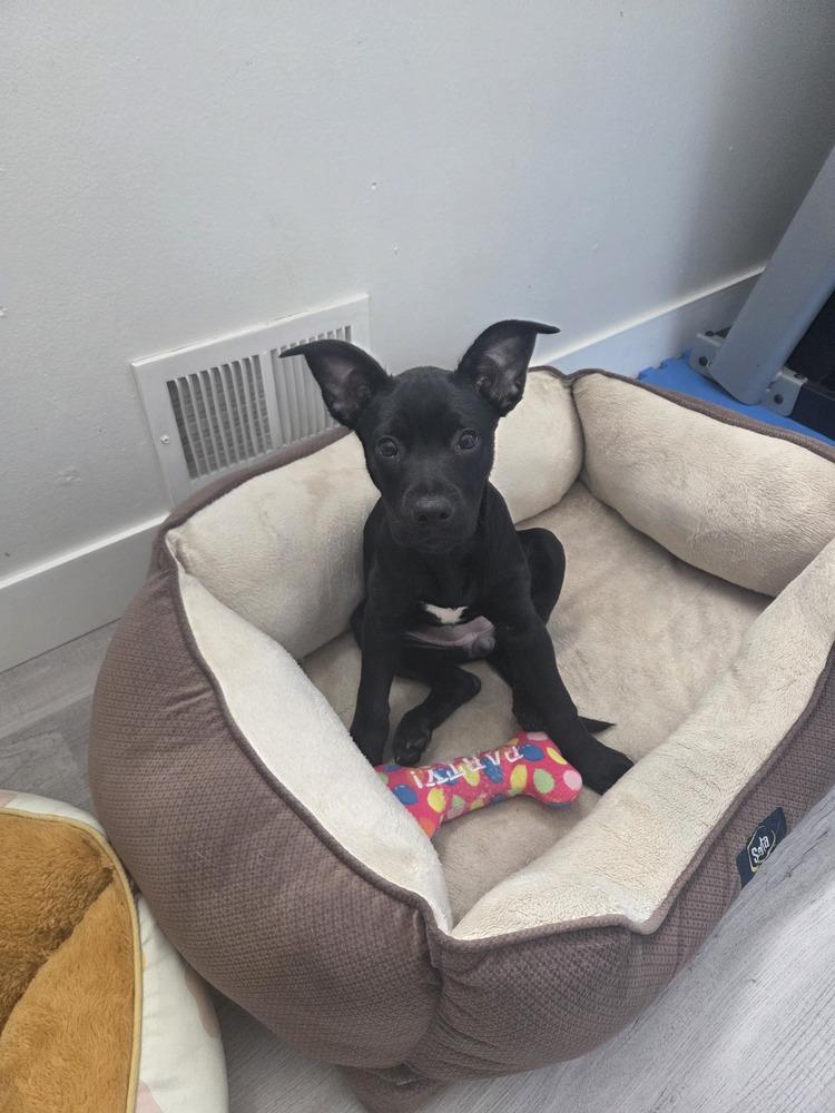 Lya, a Adoptable mixed breed in Sedalia, CO image 1/6