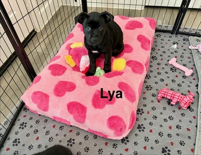 Enlarge Lya, a Adoptable mixed breed in Sedalia, CO image 1/6