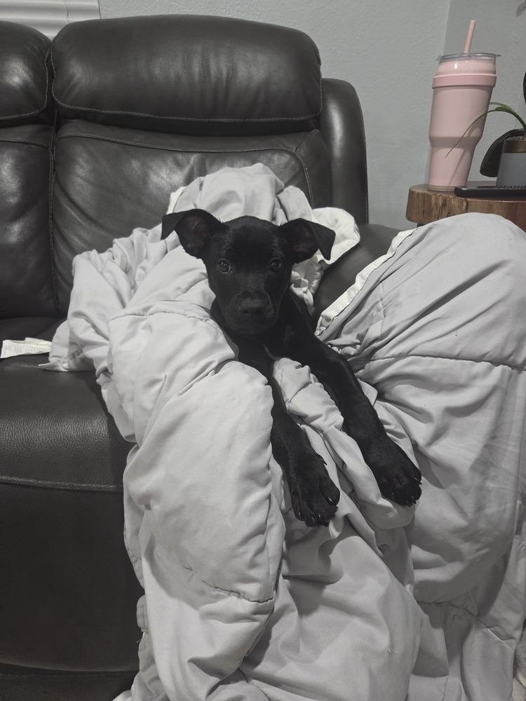 Lya, a Adoptable mixed breed in Sedalia, CO image 2/6