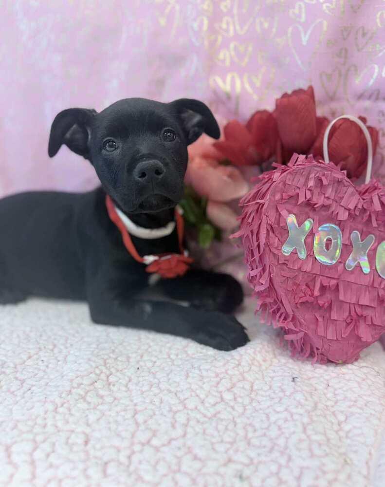 Enlarge Lya, a Adoptable mixed breed in Sedalia, CO image 4/6