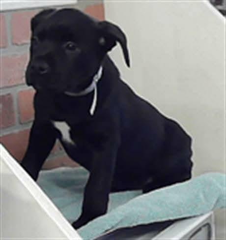 Enlarge Lya, a Adoptable mixed breed in Sedalia, CO image 5/6