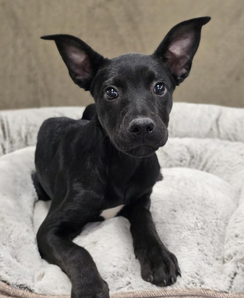 Lya, a Adoptable mixed breed in Sedalia, CO image 4/6