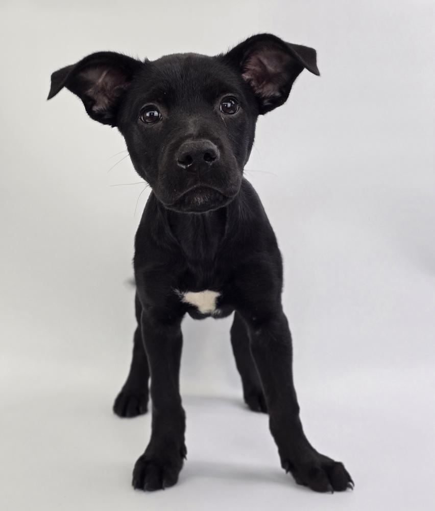 Enlarge Lya, a Adoptable mixed breed in Sedalia, CO image 6/6