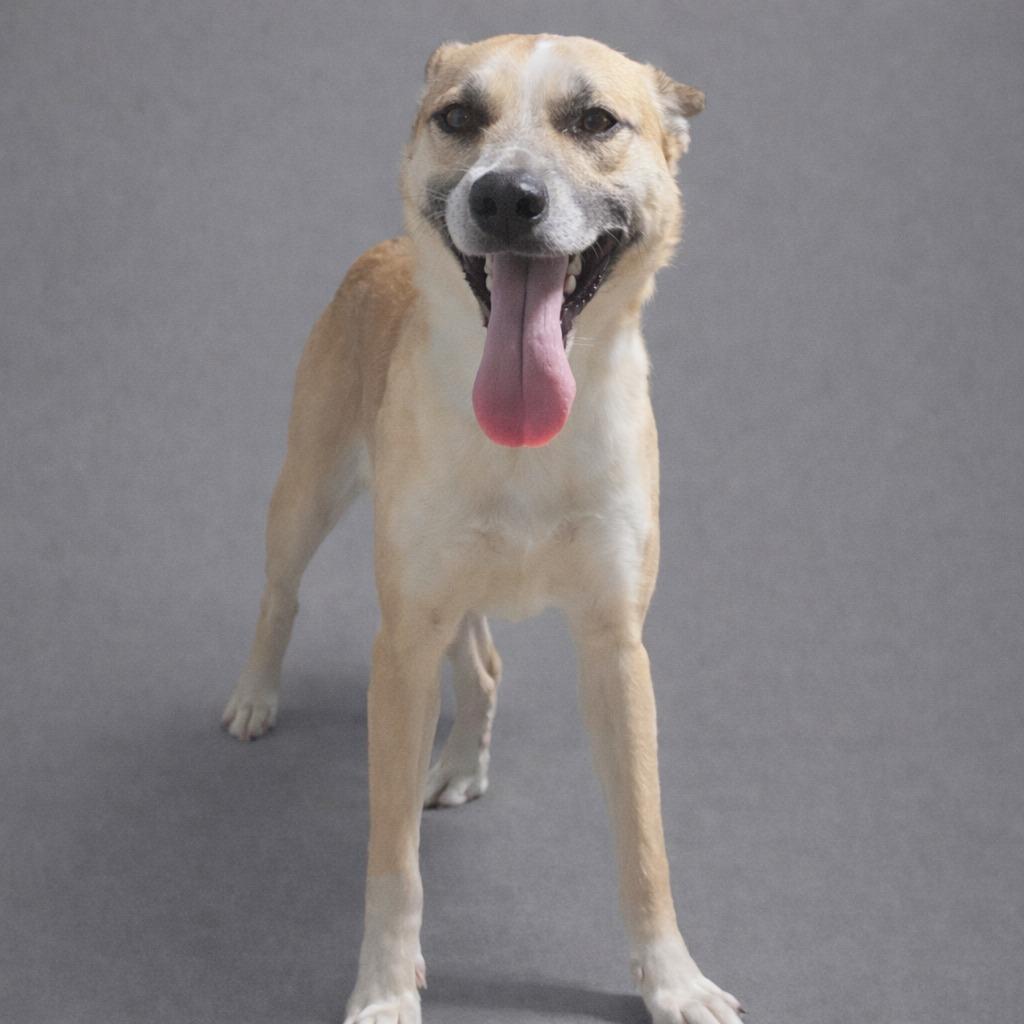 Enlarge Presley, a Adoptable mixed breed in Hardeeville, SC image 1/1