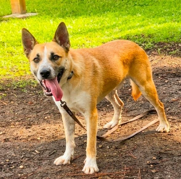 Presley, a Adoptable mixed breed in Hardeeville, SC image 2/2