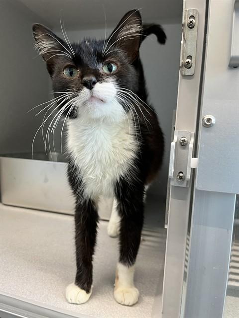 TINSLEY, Adoptable, Young Male Domestic Short Hair.